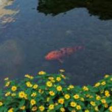 一隻水魚的餘生